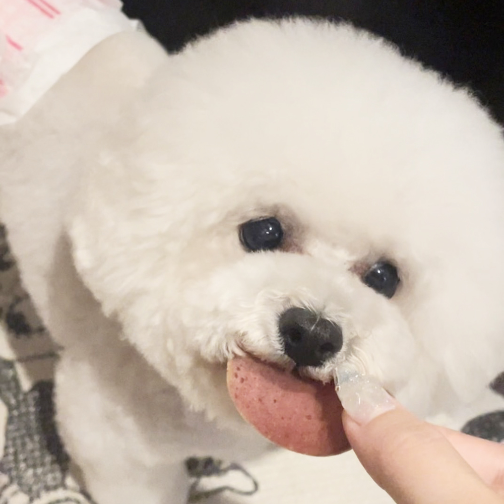 卒業犬アネラちゃんの近況♪